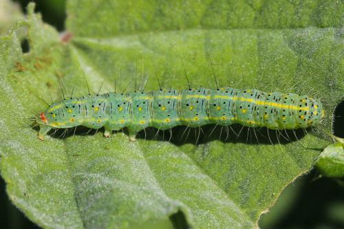 Pardoxia graellsi